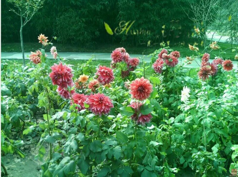 菊花种苗