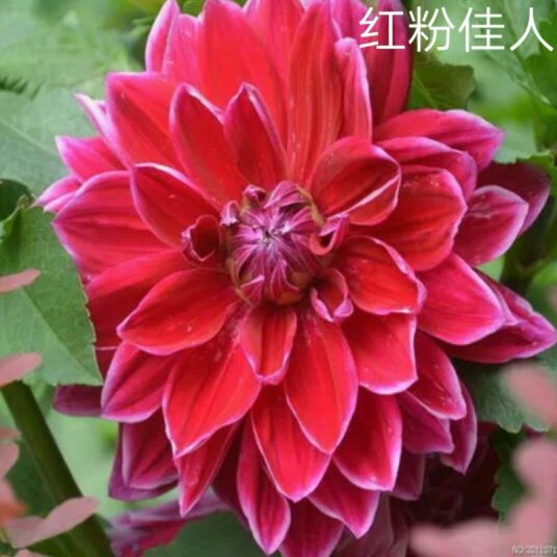 菊花种苗