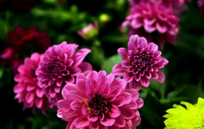 菊花种苗