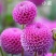 菊花种苗