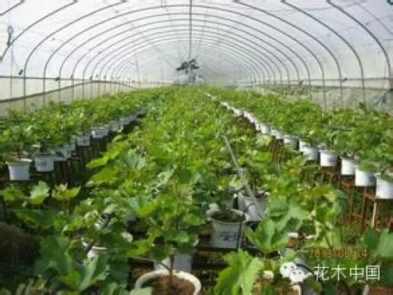 盆栽葡萄30~50cm