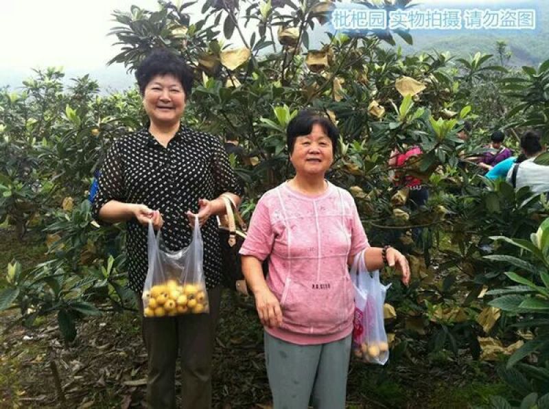早钟六号枇杷树苗