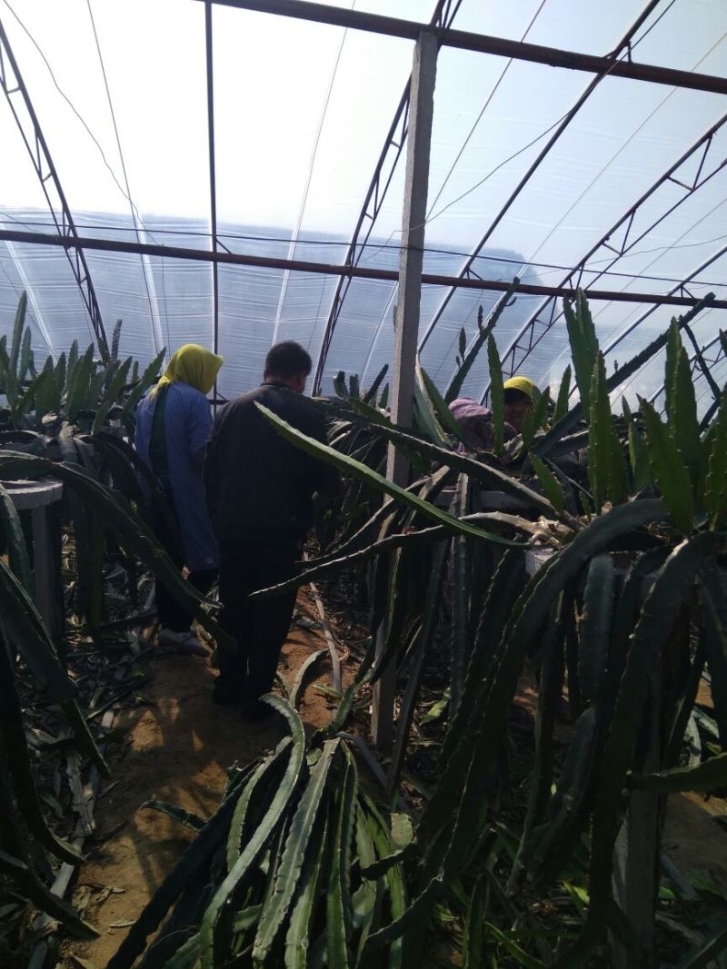 红心火龙果苗30~50成苗