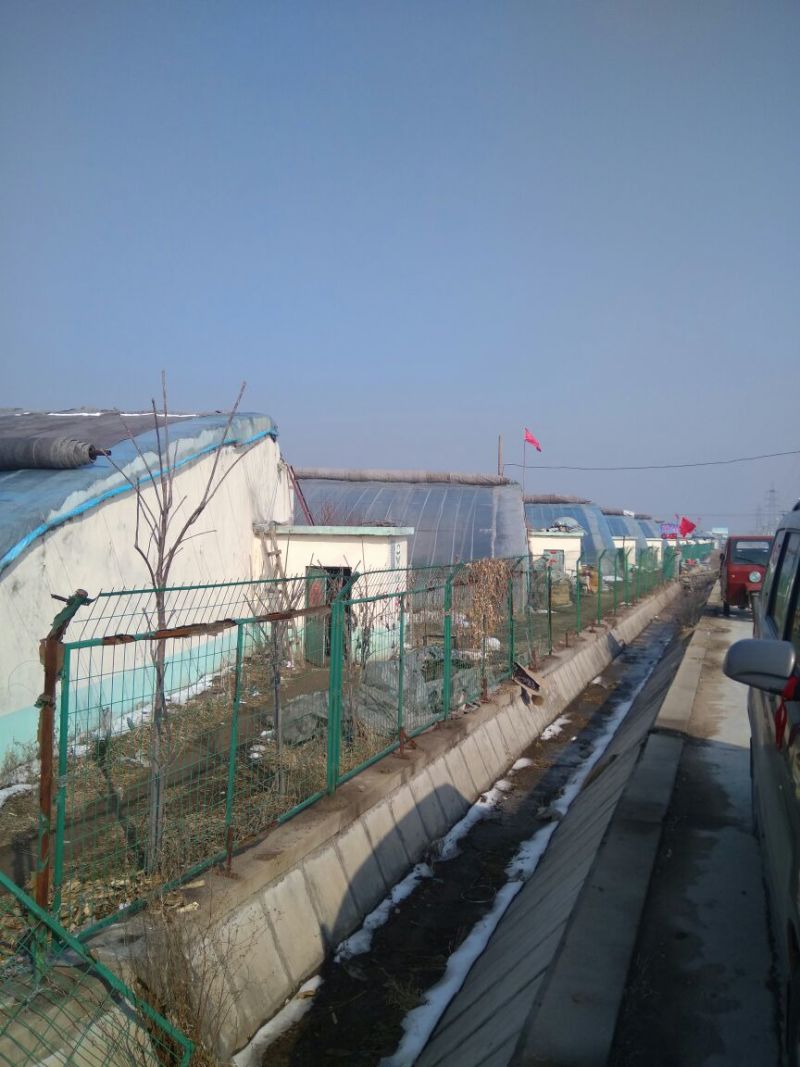 红心火龙果苗30~50成苗
