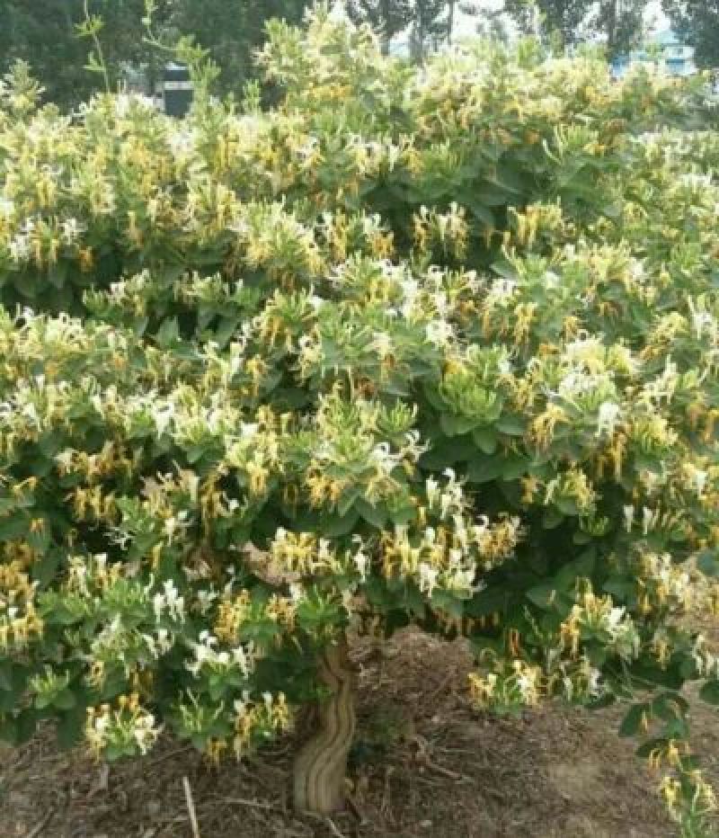 金银花纯天然特级精品金银花