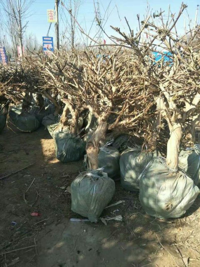 金银花纯天然特级精品金银花