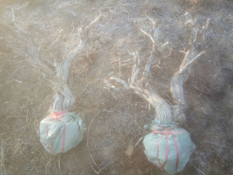 金银花纯天然特级精品金银花