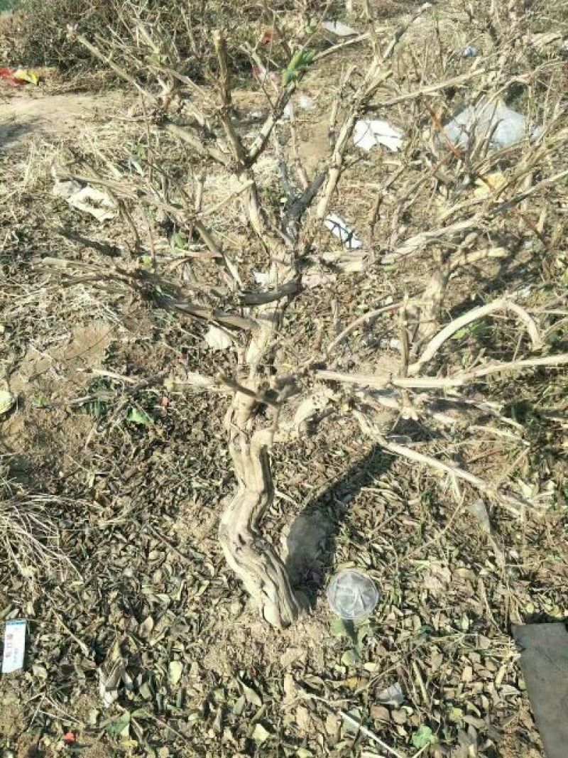 金银花纯天然特级精品金银花