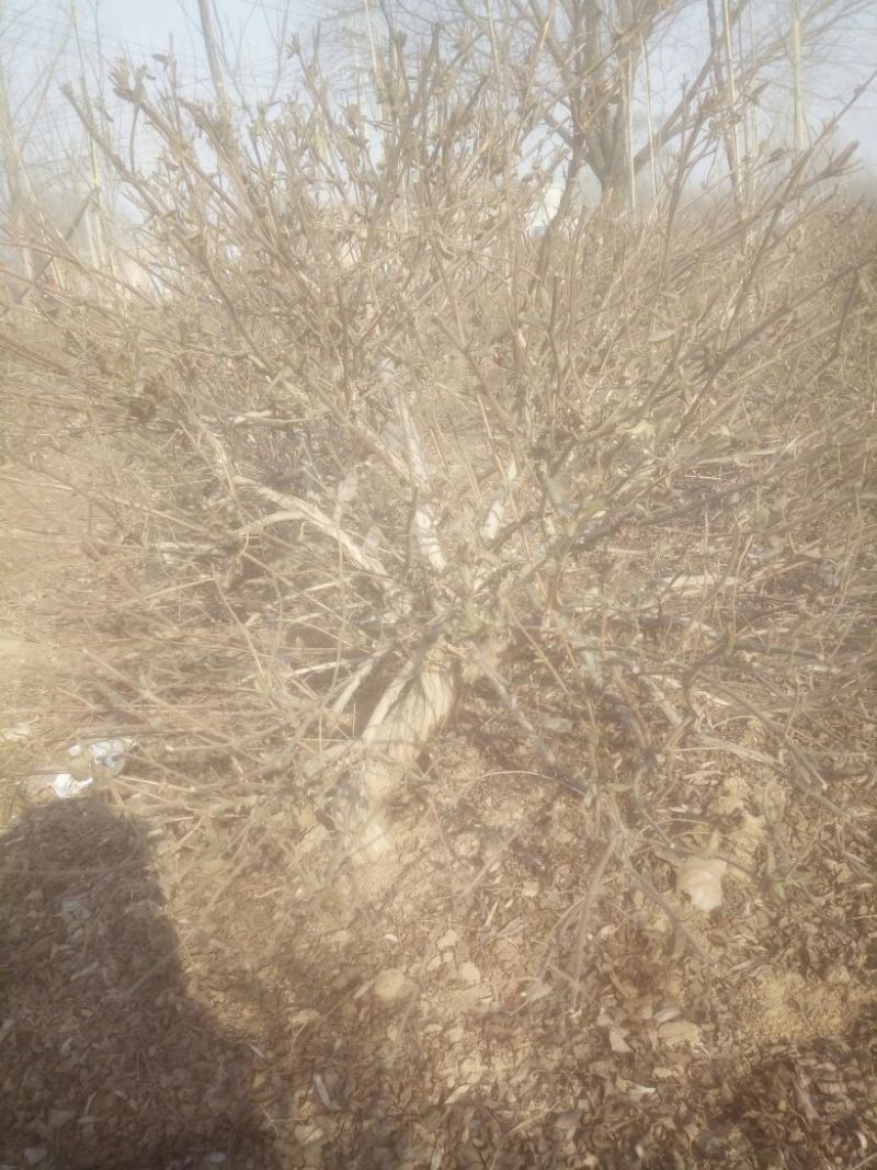 金银花纯天然特级精品金银花
