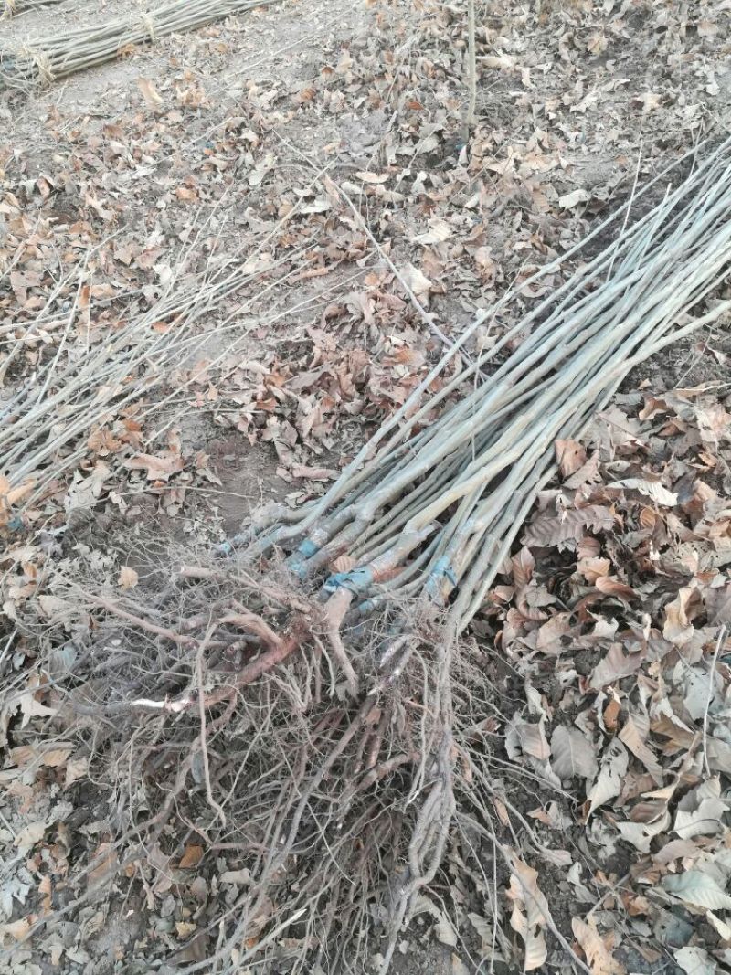 板栗苗，一年生及多年生树苗，诚信为本。
