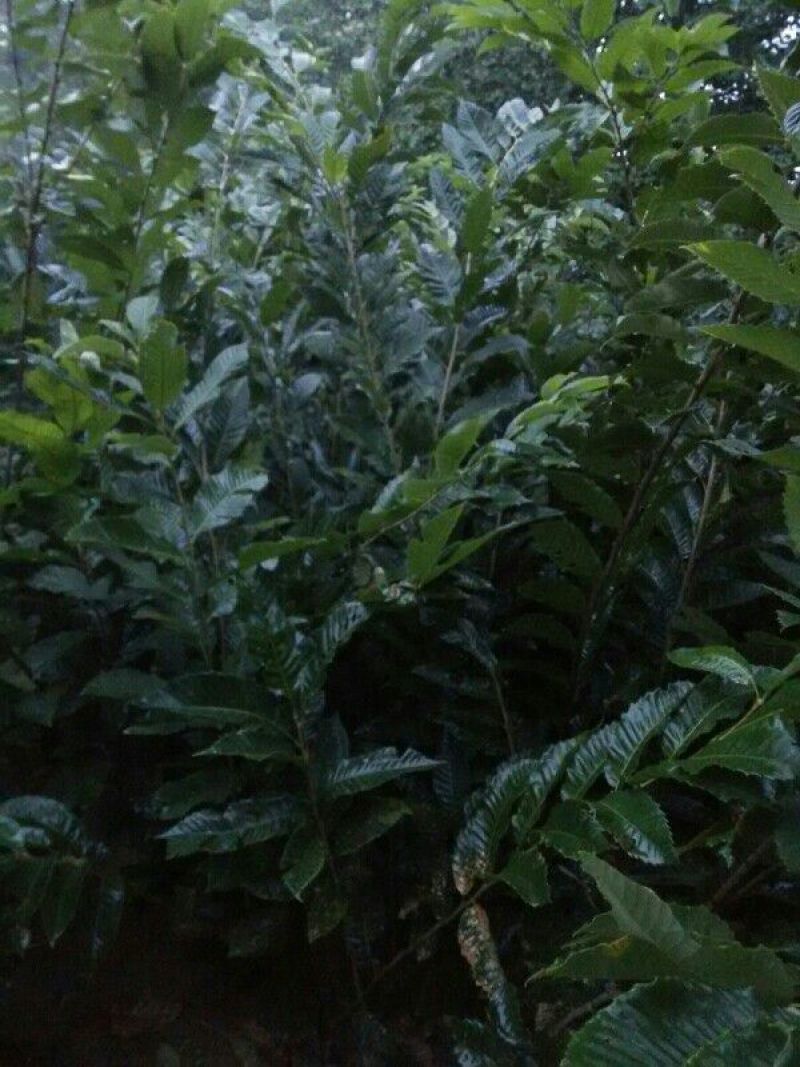 板栗苗，一年生及多年生树苗，诚信为本。