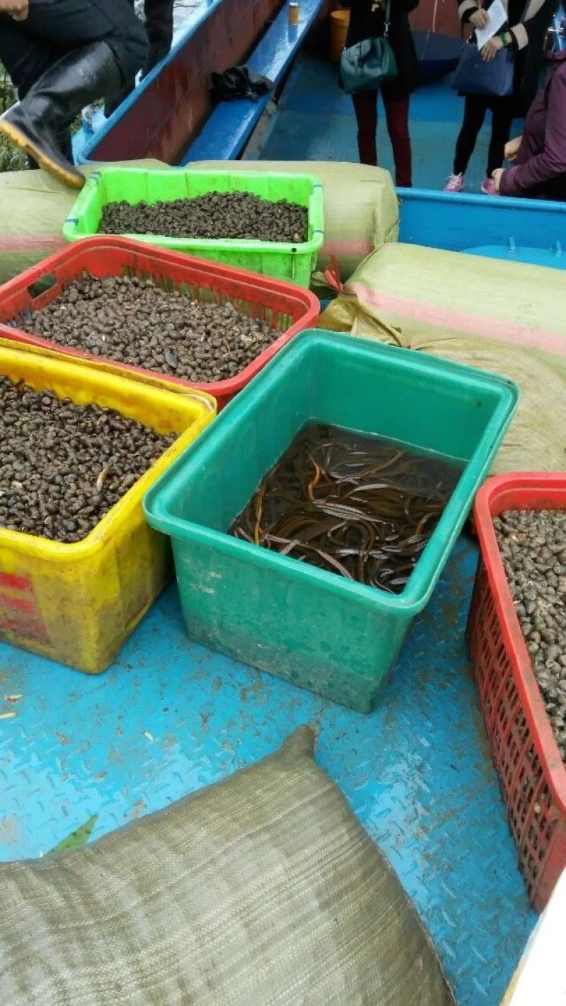 田螺食用鲜活