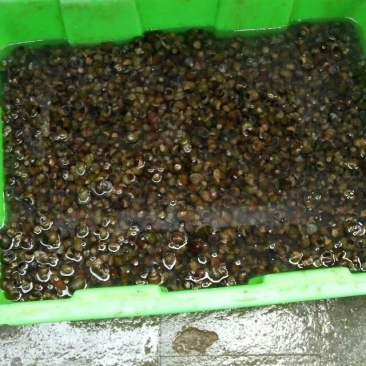田螺食用鲜活