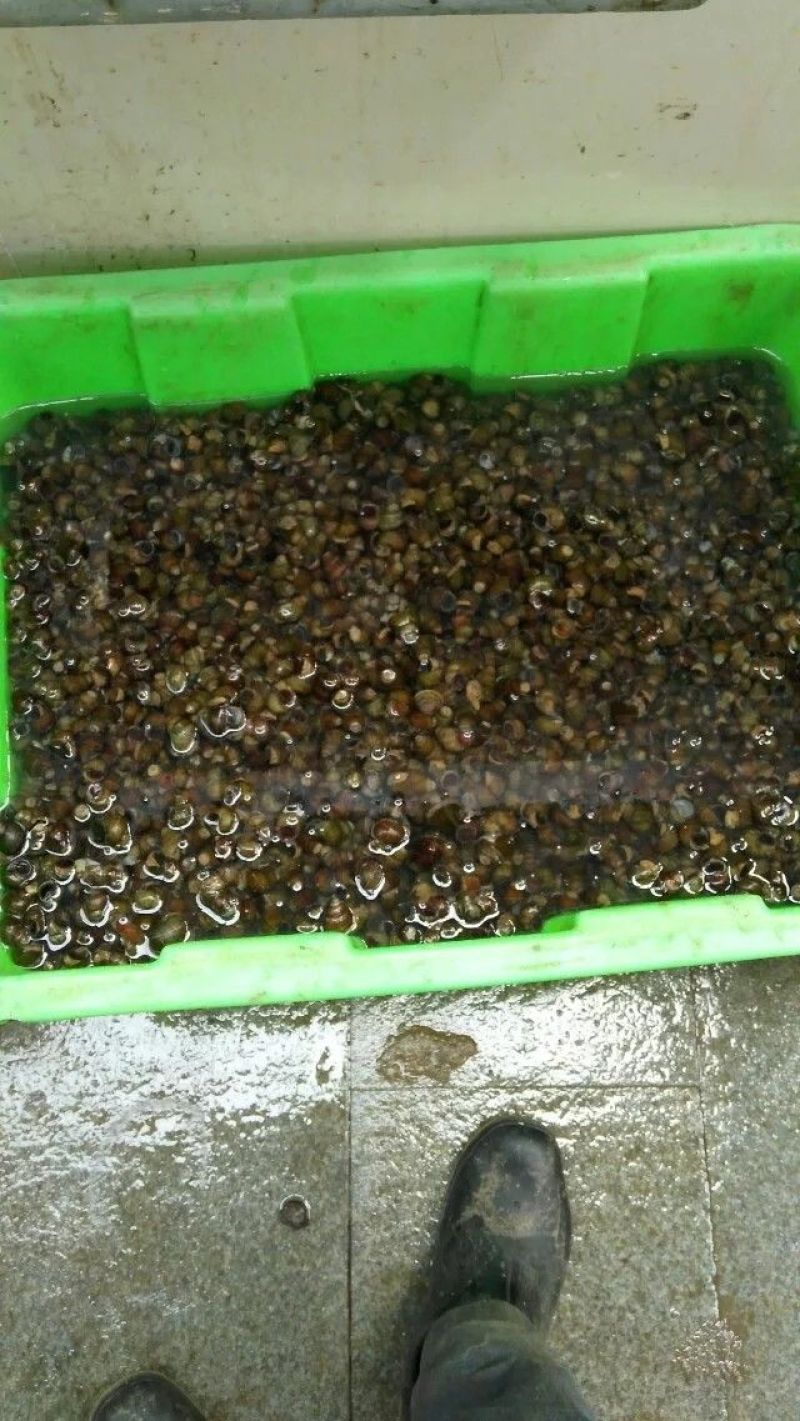 田螺食用鲜活