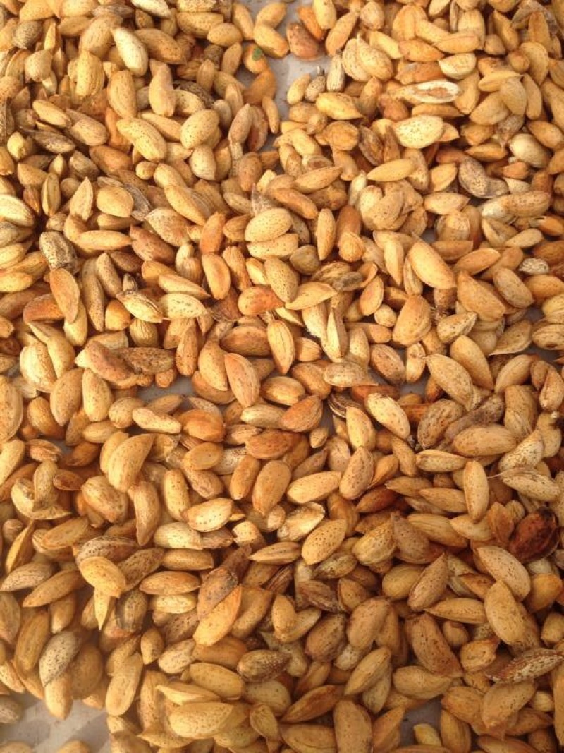 新疆巴旦木