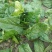 大叶菠菜10~15厘米