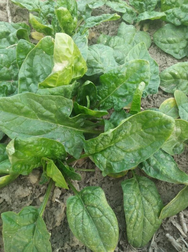大叶菠菜10~15厘米
