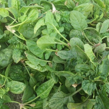 大叶菠菜10~15厘米