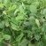 大叶菠菜10~15厘米