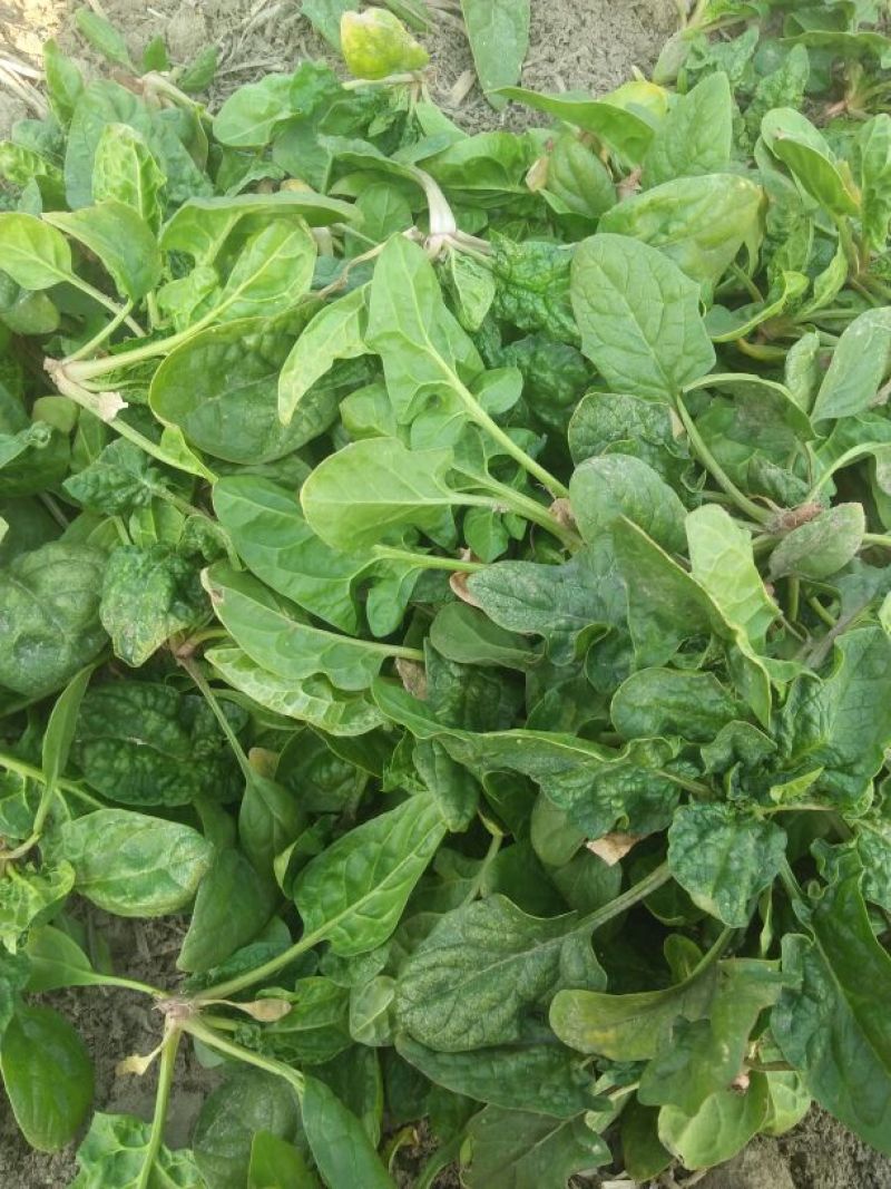 大叶菠菜10~15厘米