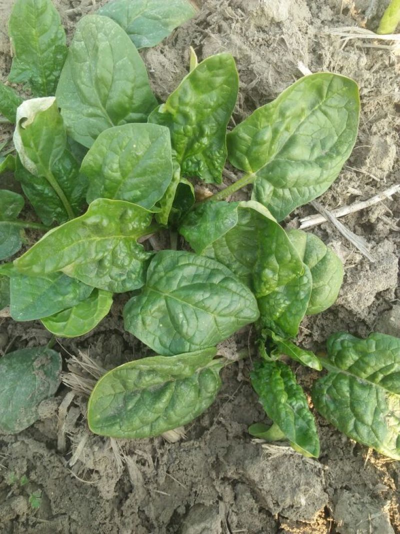 大叶菠菜10~15厘米