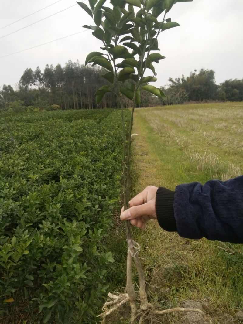 沙糖桔苗30~50cm
