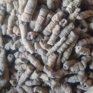 巴戟特级
