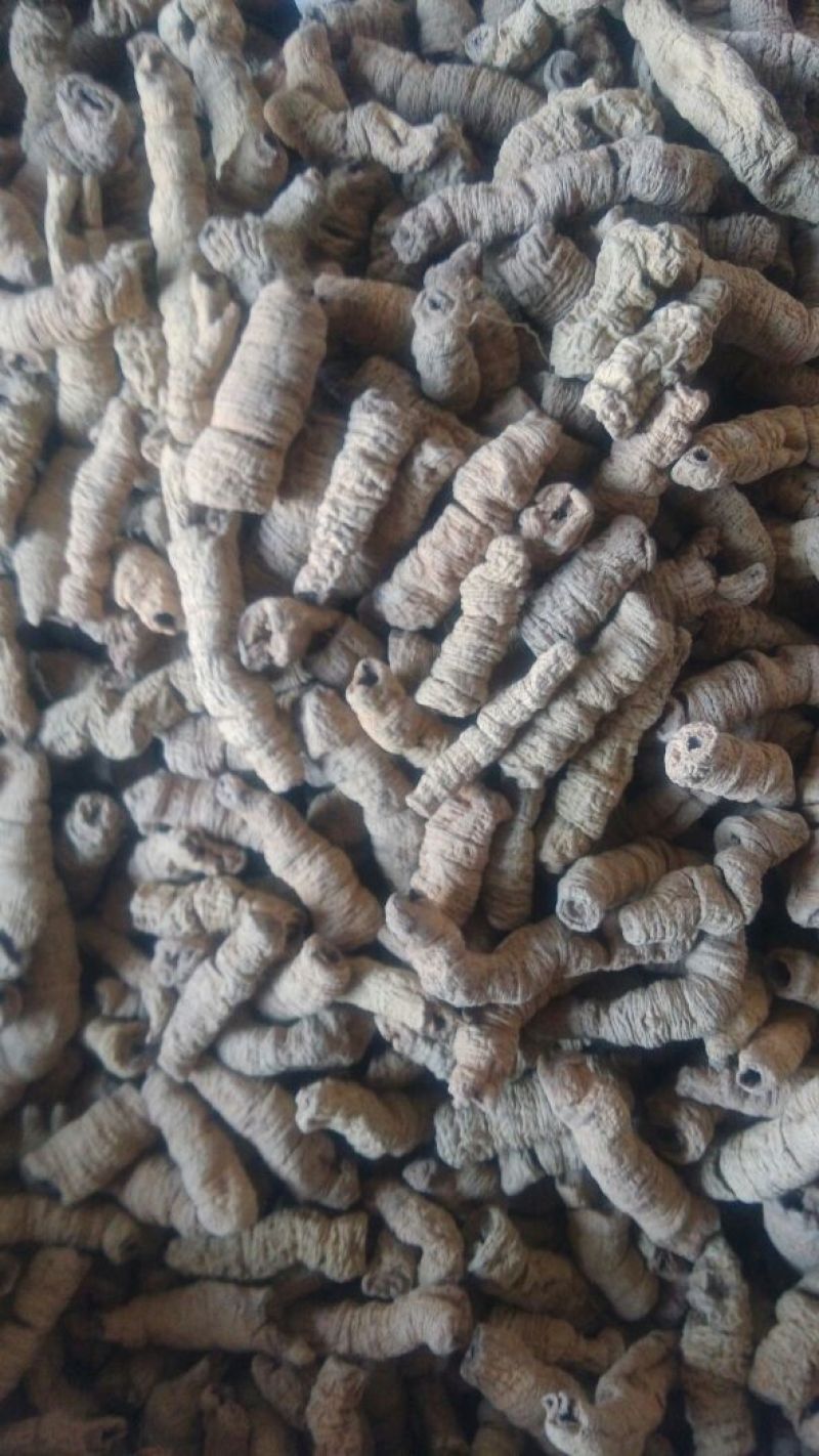 巴戟特级