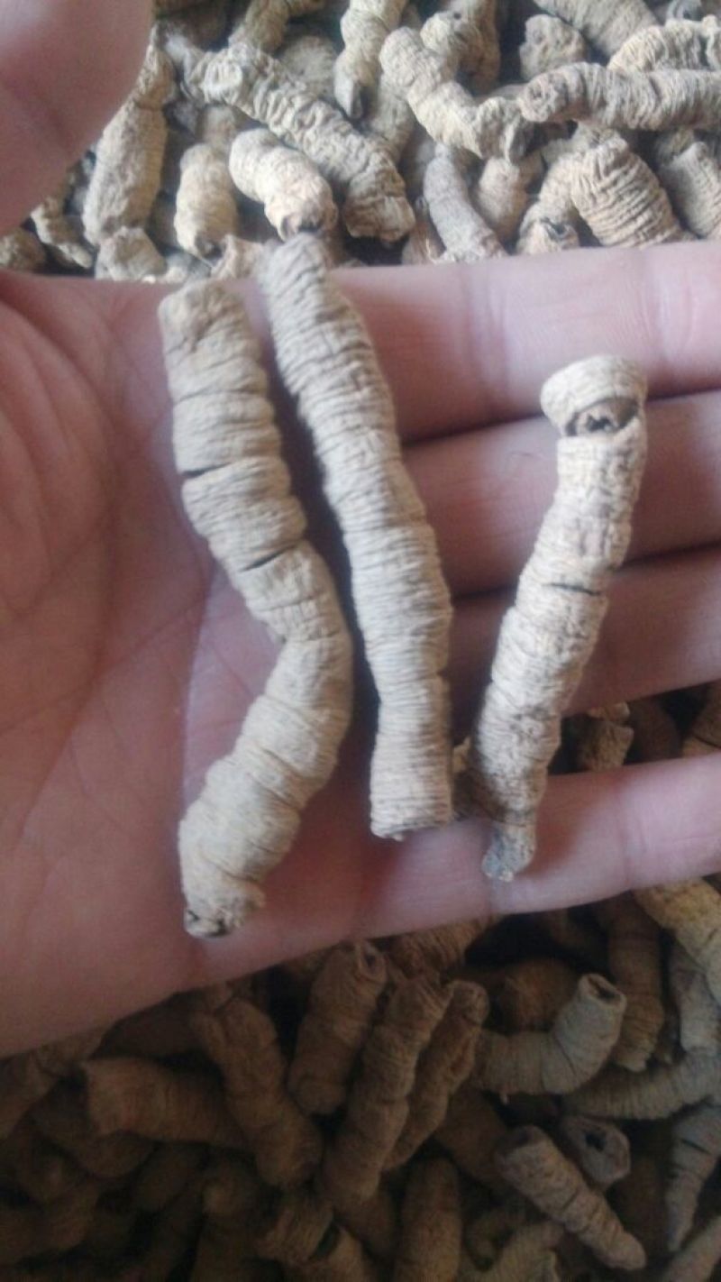巴戟特级