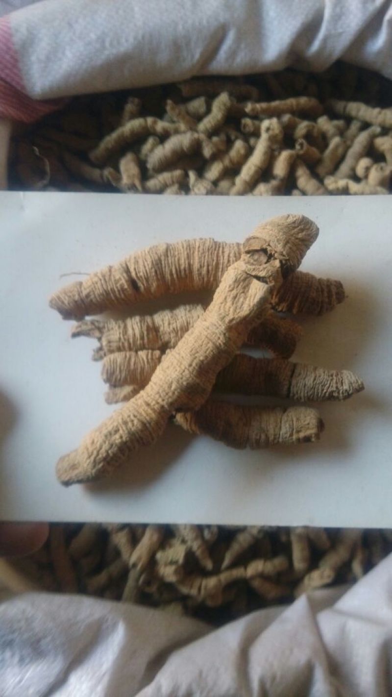 巴戟特级