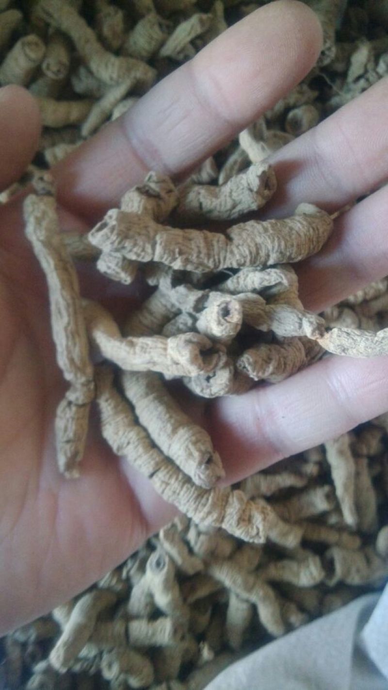 巴戟一级