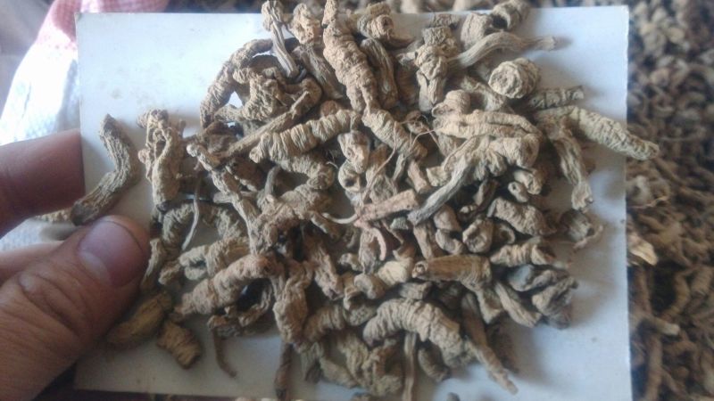 巴戟天三级