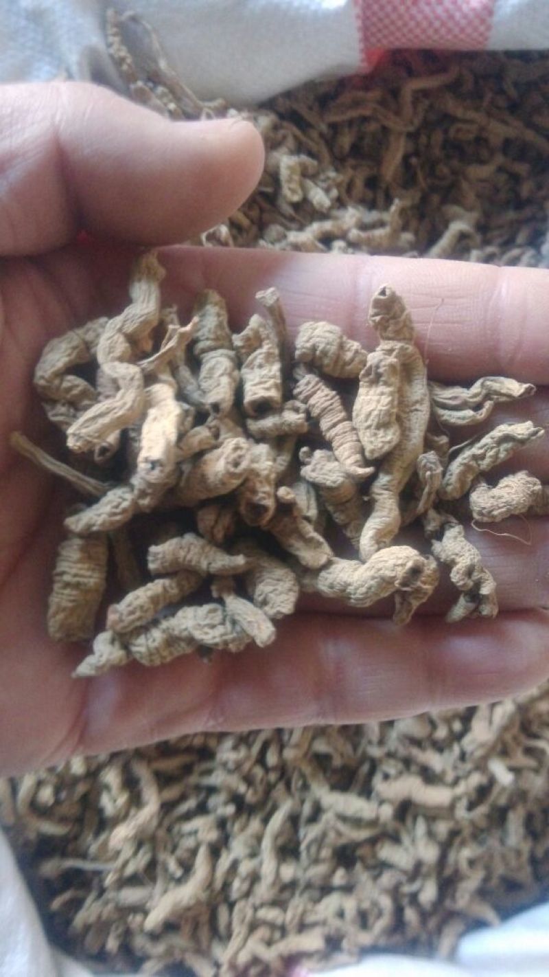 巴戟天三级