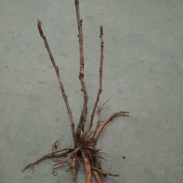 风丹白苗30~40cm
