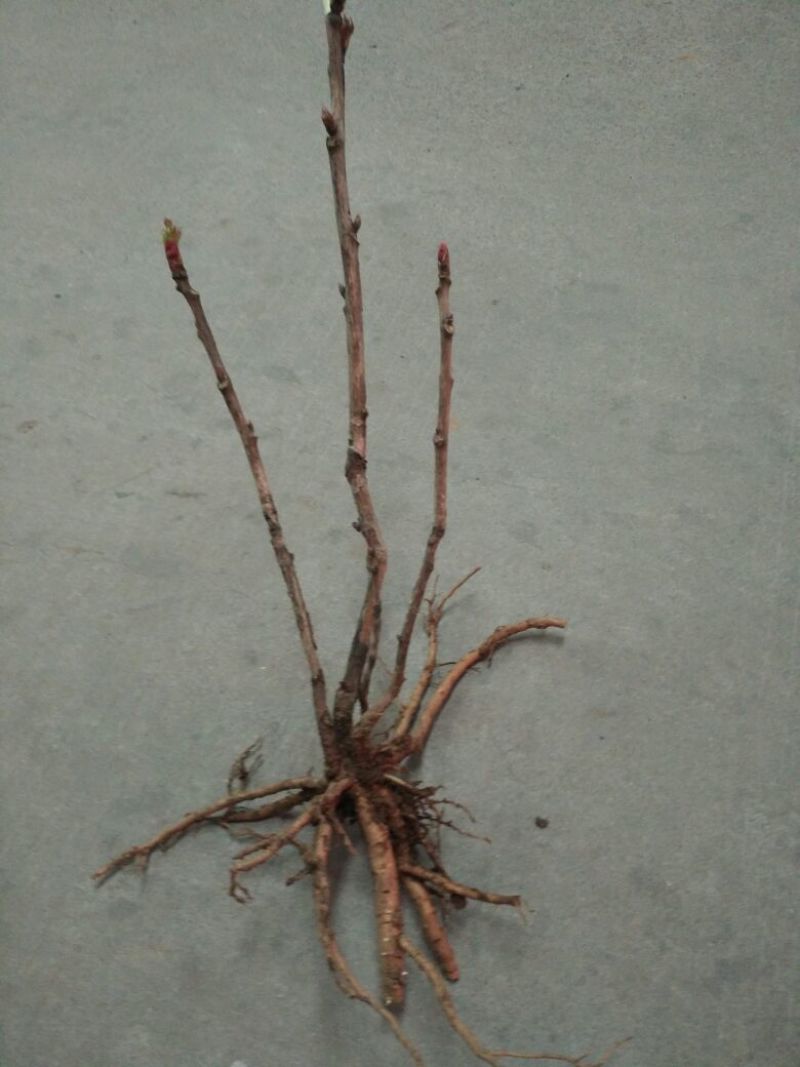风丹白苗30~40cm