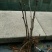 风丹白苗30~40cm