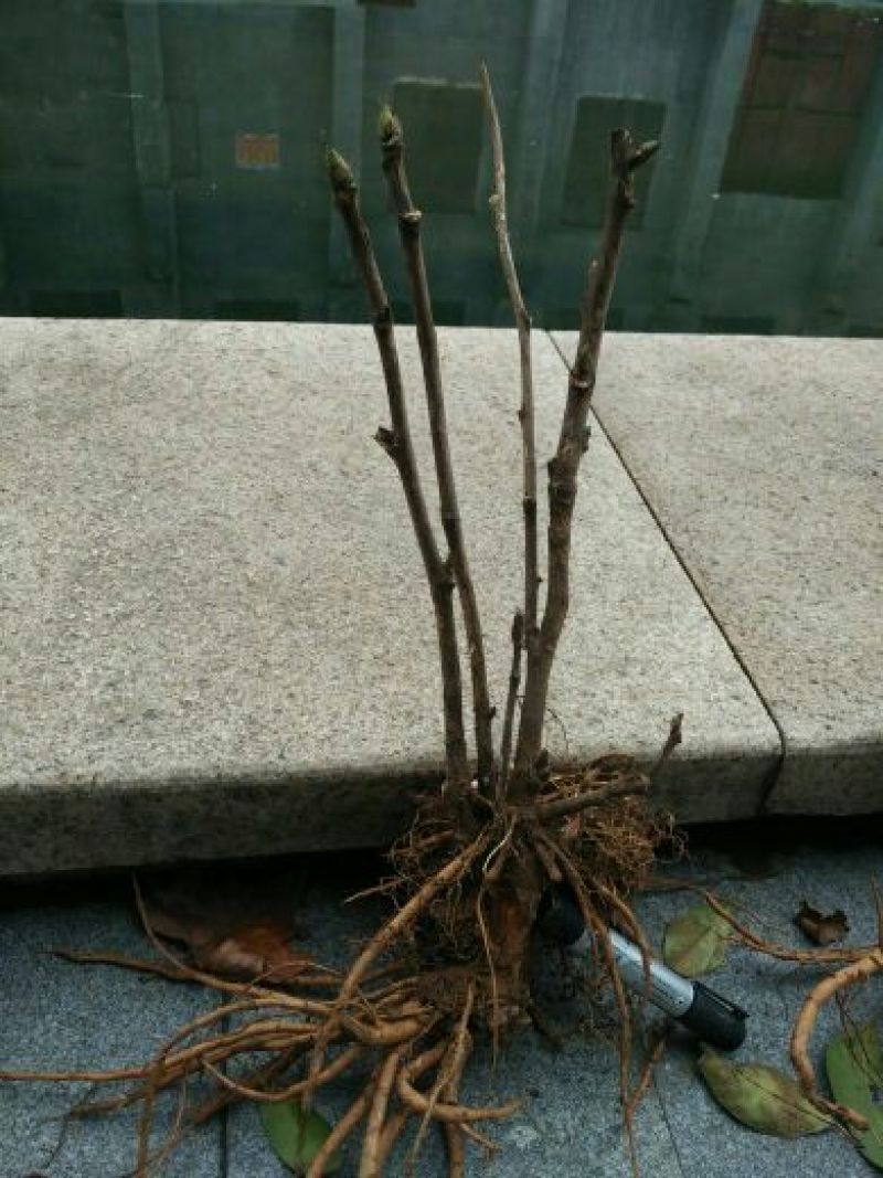 风丹白苗30~40cm