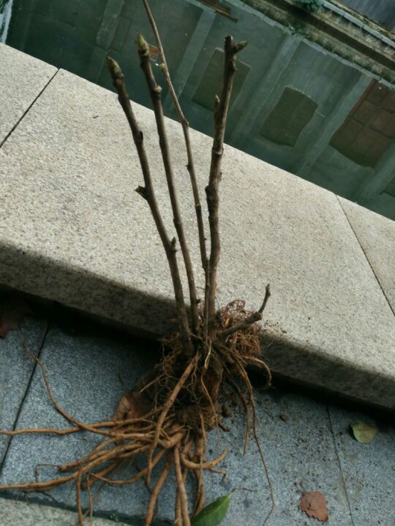 风丹白苗30~40cm