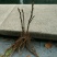 风丹白苗30~40cm