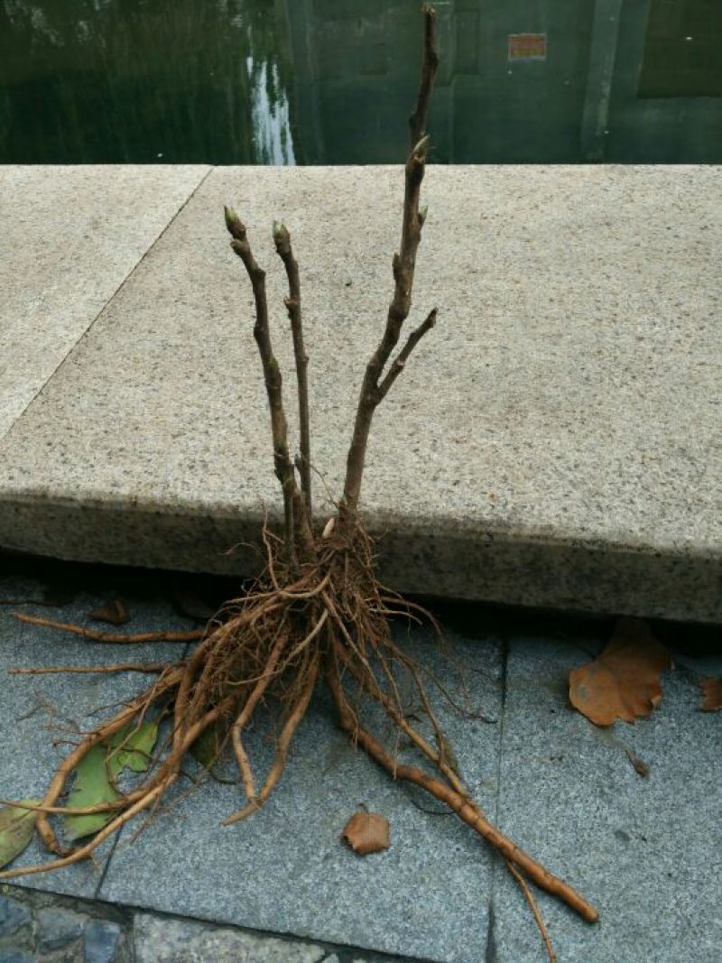 风丹白苗30~40cm