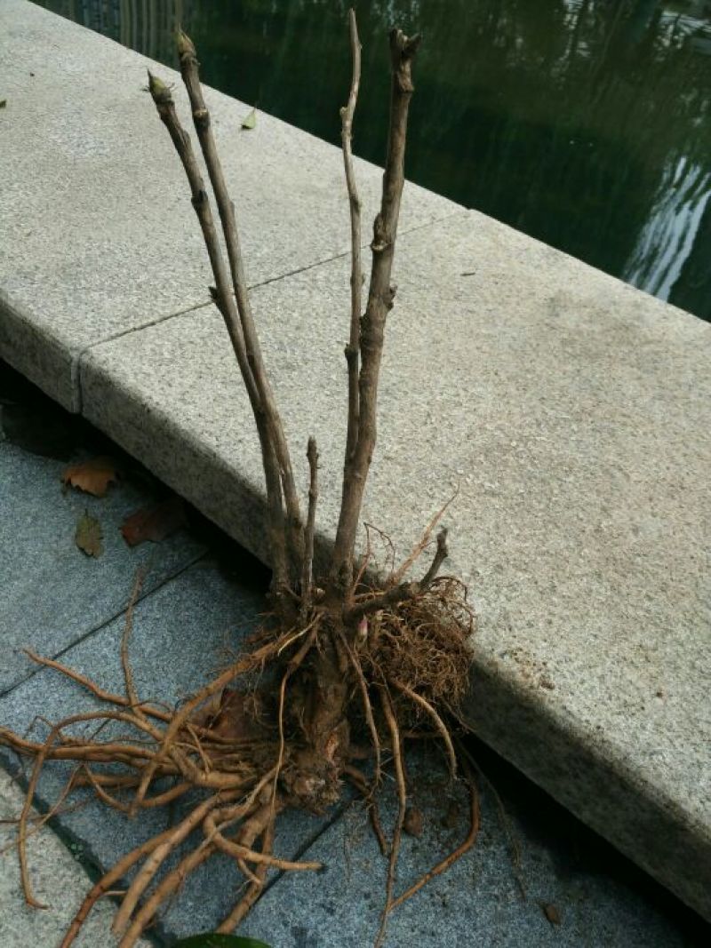 风丹白苗30~40cm