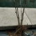风丹白苗30~40cm