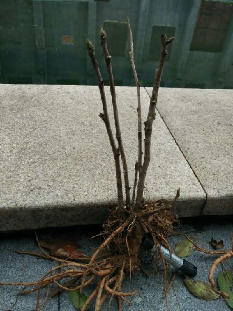 风丹白苗30~40cm