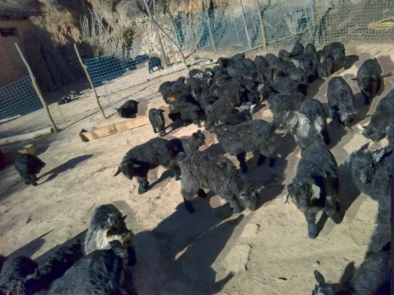 黑山羊种羊50~80斤
