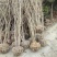 紫荆4~6cm4~6cm2.5~3米