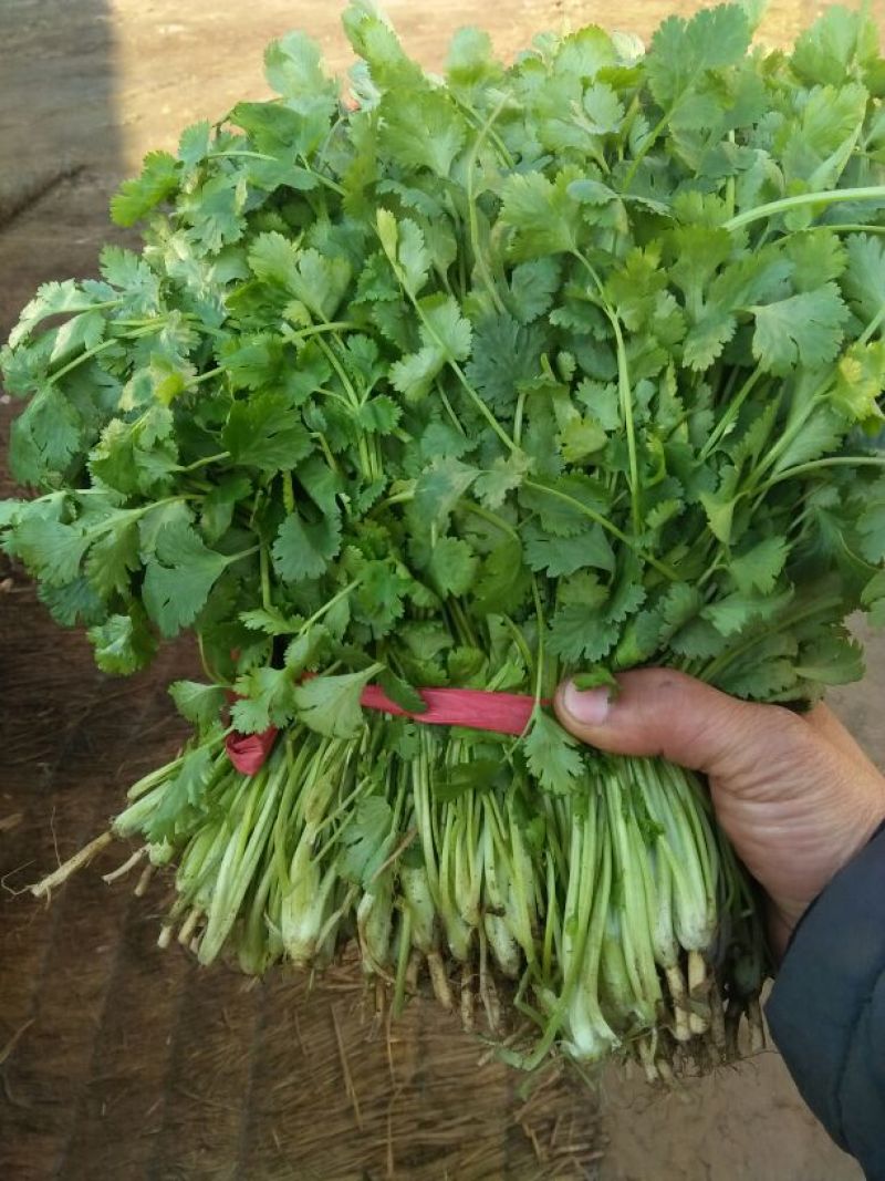 高杆菠菜30~35厘米