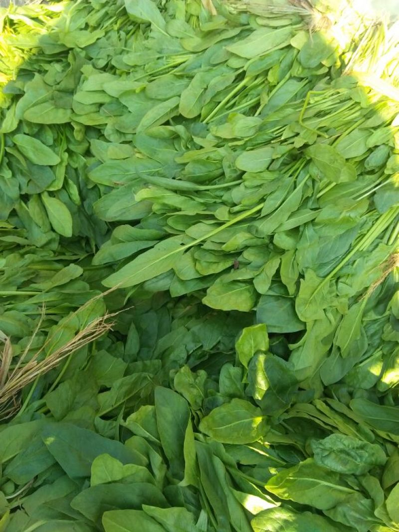 高杆菠菜30~35厘米