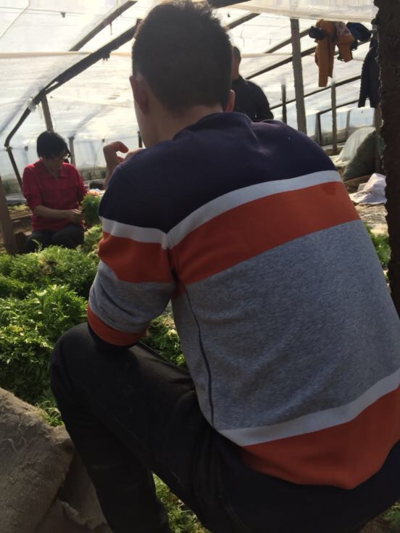 苦菊