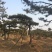 松树