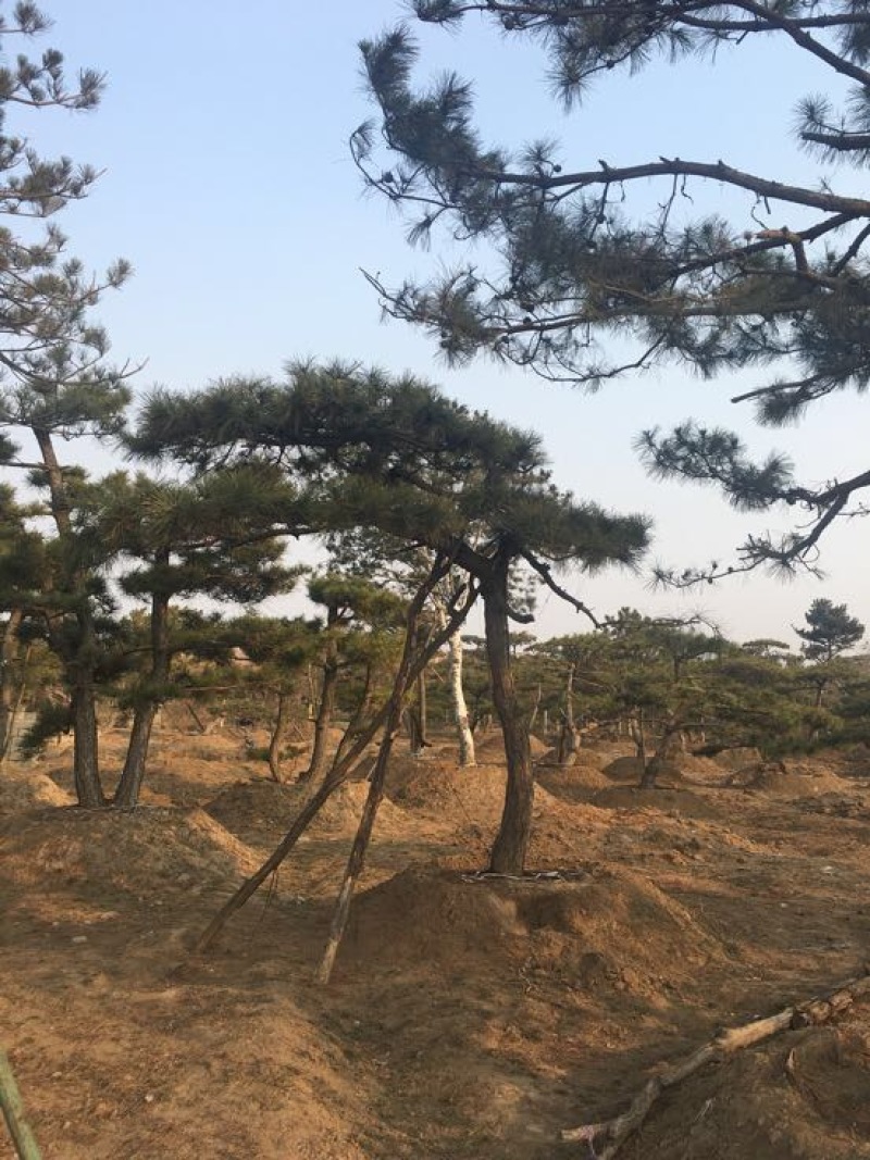 松树